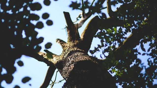 Abattage d'arbres morts en zone ubaine et replantations à venir
