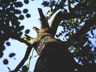 Abattage d'arbres morts en zone ubaine et replantations à venir